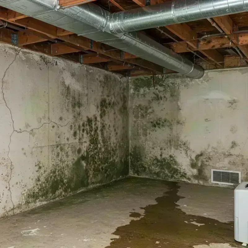 Professional Mold Removal in Cosmopolis, WA